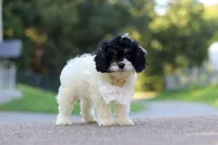 Rubble, a male Cavapoo for sale in Fresno, OH – 4 of 7
