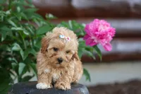 Elise 💛🐾, a female Havapoo for sale in Fresno, OH – 5 of 10