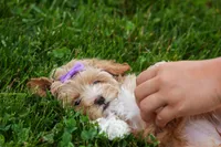 Ellie Mae 💛🐾, a female Havapoo for sale in Fresno, OH – 8 of 10