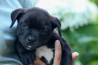 Maverick🩵, a male Staffordshire Bull Terrier for sale in Fresno, OH – 8 of 10