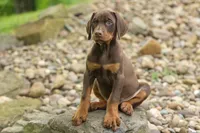Dash (Red Rust) 🐶, a male Doberman Pinscher for sale in Fresno, OH – 9 of 10