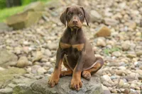 Dash (Red Rust) 🐶, a male Doberman Pinscher for sale in Fresno, OH – 7 of 10