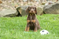 Dash (Red Rust) 🐶, a male Doberman Pinscher for sale in Fresno, OH – 8 of 10