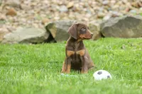 Dash (Red Rust) 🐶, a male Doberman Pinscher for sale in Fresno, OH – 5 of 10