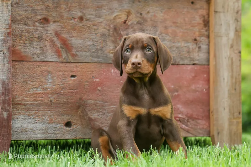 Dash (Red Rust) 🐶 – Doberman Pinscher puppy for sale in Fresno, OH
