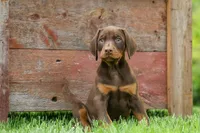 Dash (Red Rust) 🐶, a male Doberman Pinscher for sale in Fresno, OH – 1 of 10