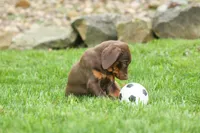 Dash (Red Rust) 🐶, a male Doberman Pinscher for sale in Fresno, OH – 10 of 10