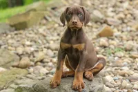 Dash (Red Rust) 🐶, a male Doberman Pinscher for sale in Fresno, OH – 2 of 10