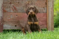 Dash (Red Rust) 🐶, a male Doberman Pinscher for sale in Fresno, OH – 4 of 10