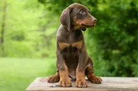 Dash (Red Rust) 🐶, a male Doberman Pinscher for sale in Fresno, OH – 3 of 10