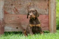 Dash (Red Rust) 🐶, a male Doberman Pinscher for sale in Fresno, OH – 6 of 10