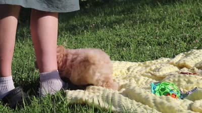 Benji, a male Havapoo for sale in Fresno, OH – 7 of 7