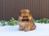 Peanut 🩵🐾, a male Pomeranian for sale in Fresno, OH – 1 of 10