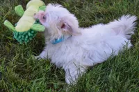 Rusty ✨, a male Maltese for sale in Fresno, OH – 5 of 5
