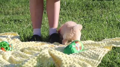 Nicole, a female Havapoo for sale in Fresno, OH – 7 of 7