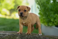 Mia Belle 🌸, a female Staffordshire Bull Terrier for sale in Fresno, OH – 3 of 10
