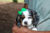 Jaxon 🐶💙, a male Cocker Spaniel for sale in Fresno, OH – 5 of 9