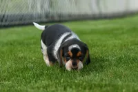 Cypress 🦴🐶, a male Beagle for sale in Fresno, OH – 2 of 10