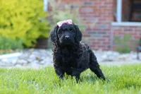 Sofie, a female Newfypoo for sale in Fresno, OH – 2 of 8