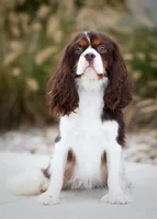 Dotson 🐾, a male Cavalier King Charles Spaniel for sale in Fresno, OH – 7 of 9