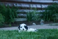 Gizmo 🐶, a male Cavapoo for sale in Fresno, OH – 1 of 10