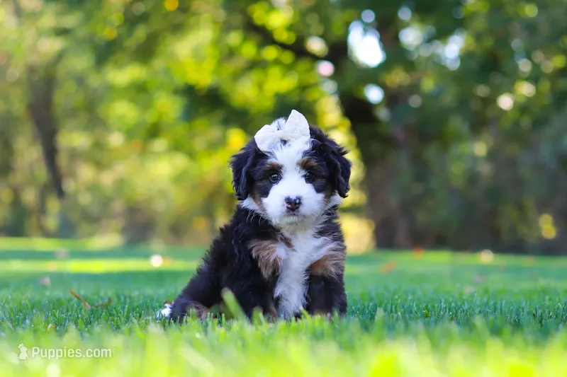 Hailey – Miniature Bernedoodle puppy for sale in Fresno, OH