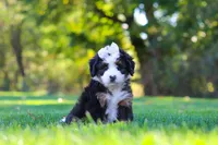 Hailey, a female Miniature Bernedoodle for sale in Fresno, OH – 1 of 6