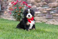 Buzz, a male Miniature Bernedoodle for sale in Fresno, OH – 3 of 9