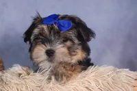 Newton, a male Morkie for sale in Fresno, OH – Photo 1 of 10