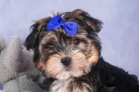 Newton, a male Morkie for sale in Fresno, OH – Photo 10 of 10