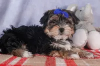 Newton, a male Morkie for sale in Fresno, OH – Photo 7 of 10