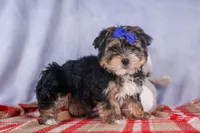 Newton, a male Morkie for sale in Fresno, OH – Photo 5 of 10