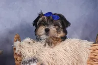 Newton, a male Morkie for sale in Fresno, OH – Photo 2 of 10