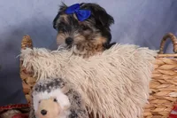 Newton, a male Morkie for sale in Fresno, OH – Photo 8 of 10