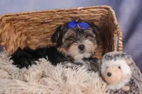 Newton, a male Morkie for sale in Fresno, OH – Photo 3 of 10