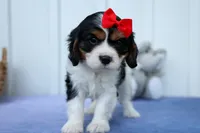 Winston 🐶, a male Cavalier King Charles Spaniel for sale in Fresno, OH – 3 of 10