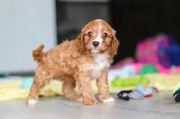 Wynn, a male Cavapoo for sale in Fresno, OH – 3 of 10