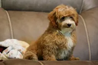 Enzo 🐶, a male Havapoo for sale in Fresno, OH – 2 of 9