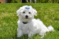 Justin , a male Maltese for sale in Fresno, OH – 10 of 10