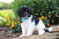 Joey, a male Havapoo for sale in Fresno, OH – 6 of 8