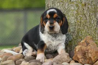 Cypress 🦴🐶, a male Beagle for sale in Fresno, OH – 6 of 10