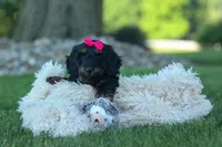 Honey 🐾❤️, a female Miniature Dachshund for sale in Fresno, OH – 3 of 9
