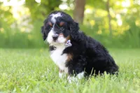 Baxter, a male Miniature Bernedoodle for sale in Fresno, OH – 4 of 5