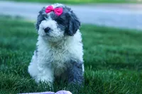 Gabby 🩷🐶, a female Cavapoo for sale in Fresno, OH – 9 of 10