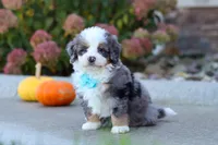 Coven, a male Miniature Bernedoodle for sale in Fresno, OH – 3 of 8