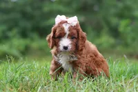 Wilma, a female Cavapoo for sale in Fresno, OH – 3 of 10