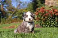 Mooney, a male Miniature Bernedoodle for sale in Fresno, OH – 3 of 6