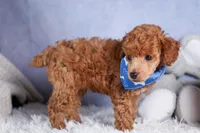 Tucker, a male Poodle - Toy  for sale in Fresno, OH – Photo 6 of 10