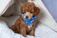 Tucker, a male Poodle - Toy  for sale in Fresno, OH – Photo 10 of 10