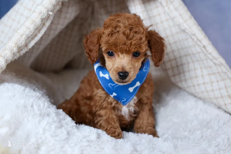 Tucker – Poodle - Toy  puppy for sale in Fresno, OH